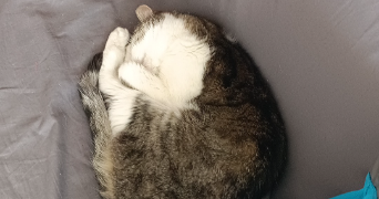 lucie pet sitter à Grenoble 38100_4