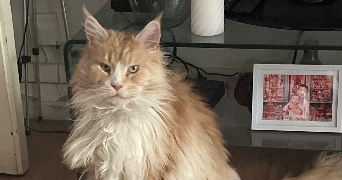 celia pet sitter à PARIS 20 75020_4