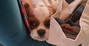 camille pet sitter à lyon 69008_7