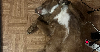fabienne pet sitter à PARIS 14 75014_4