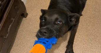 jayden pet sitter à PARIS 12 75012_3