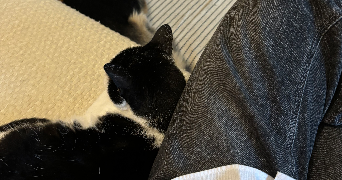eva pet sitter à VICHY 03200_5