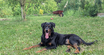alexandre pet sitter à CHAVIGNY 54230_2