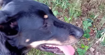 sandrine pet sitter à ST ORENS DE GAMEVILLE 31650