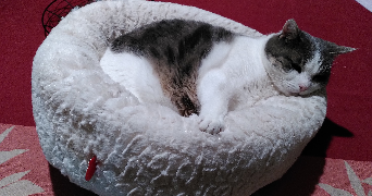 christine pet sitter à YZEURE 03400_3