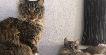 eliette cat sitter à CHAMBERY 73000_2