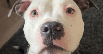 louane pet sitter à VIENNE 38200_4
