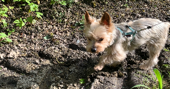 steffy pet sitter à ARMENTIERES 59280_2