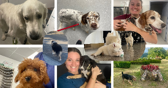 marine pet sitter à FELINES 07340_0