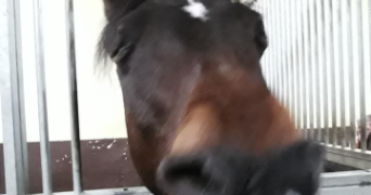 celine pet sitter à AUBERVILLIERS 93300_2