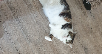 florian pet sitter à NANTES 44000_3