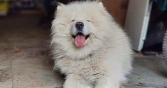 Thuy-Anh pet sitter à Arcueil 94110_9