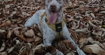 mickael dog sitter à CHARANTONNAY 38790