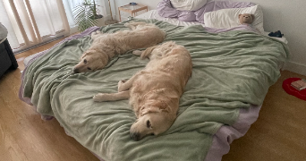 Justine pet sitter à Lyon 69009_4