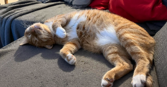 félix pet sitter à LILLE 59000_2