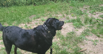 alicia pet sitter à VILLENEUVE D ASCQ 59650_7