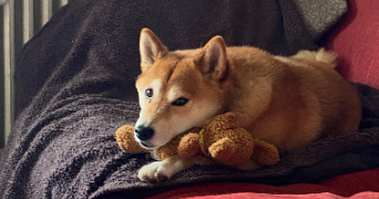 marine pet sitter à BOIS D ARCY 78390_1