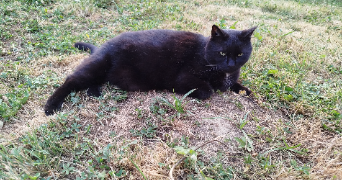 isabelle pet sitter à ST SAUVIER 03370_4