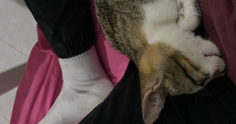 mohamed dhia pet sitter à AMIENS 80000_3