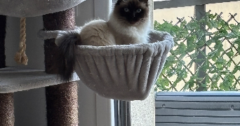 anaïs pet sitter à LIFFRE 35340_1