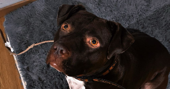 elena pet sitter à BRIATEXTE 81390_0