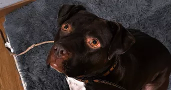 elena pet sitter à BRIATEXTE 81390