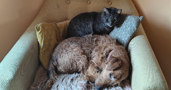 amalia pet sitter à MONTPELLIER 34090_2