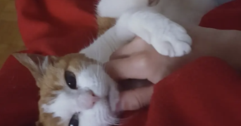 maxence pet sitter à POISSY 78300_2