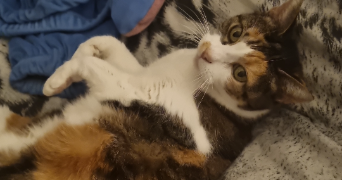 tifaine pet sitter à TOULOUSE 31100_3
