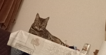 aurelie pet sitter à Cagnes-sur-Mer 06800_8