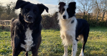 flora pet sitter à BARD LES PESMES 70140_2