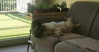 anais pet sitter à ALBERTVILLE 73200_2