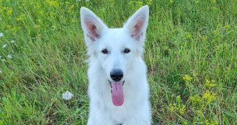 audrey pet sitter à LALLAING 59167_7