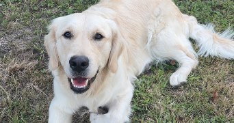 carole pet sitter à PONT SUR SAMBRE 59138_7