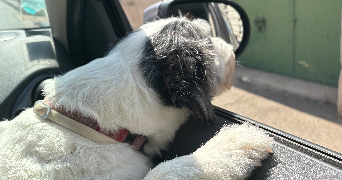 océane pet sitter à ST MANDRIER SUR MER 83430_5
