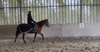 déborah pet sitter à NOYELLES SUR SELLE 59282_2