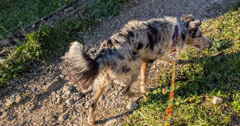 gaëlle pet sitter à LES PENNES MIRABEAU 13170_4