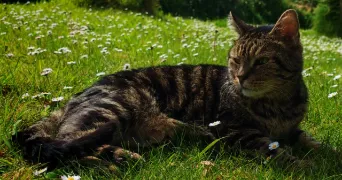 magalie pet sitter à ST PABU 29830