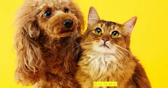 alice pet sitter à Colmar 68000