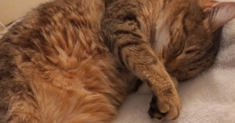 astrid pet sitter à VANNES 56000_4