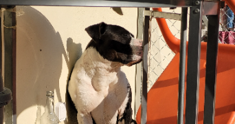 aurelie pet sitter à SALLES 33770_1