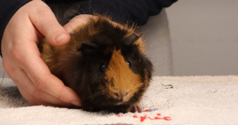 gwendoline pet sitter à BARC 27170_4