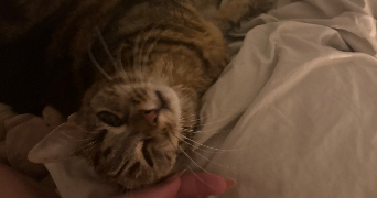 satine pet sitter à AVIGNON 84000_1