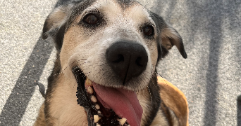 carla pet sitter à TERCE 86800_2