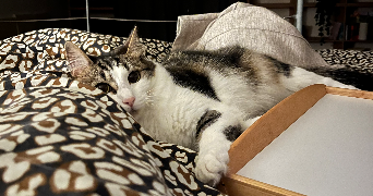 gwenola pet sitter à BORDEAUX 33000_2
