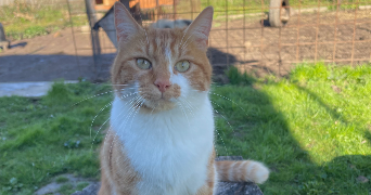 jenifer pet sitter à HAUDIVILLERS 60510_2