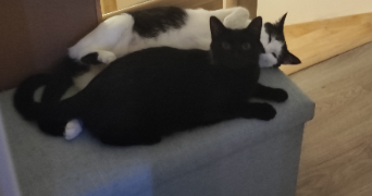 morgan pet sitter à CONCARNEAU 29900_1