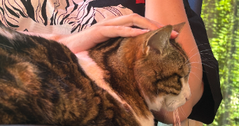 victorine pet sitter à VILLIERS SUR ORGE 91700_2