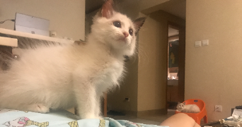 xintian pet sitter à LYON 02 69002_1