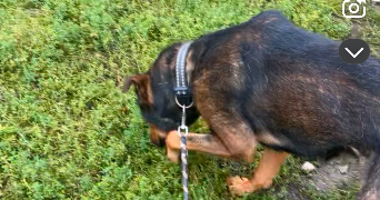 alexis pet sitter à LA VICOMTE SUR RANCE 22690_1